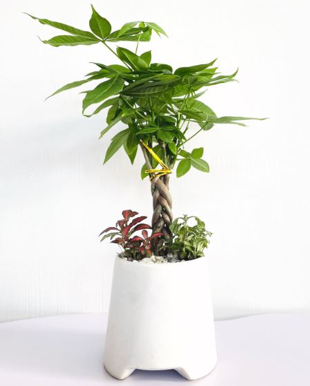 Đặc điểm c&acirc;y Kim Ng&acirc;n