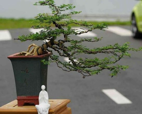 Đặc điểm của Cây Cần Thăng