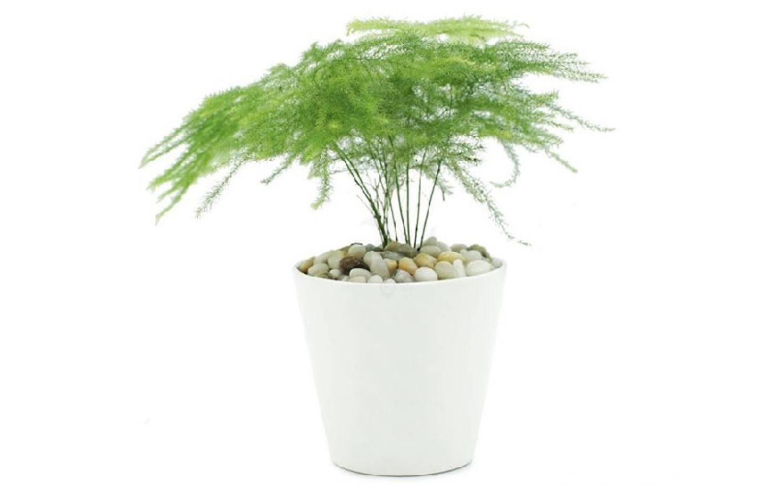 Đặc điểm của cây Kim Thủy Tùng