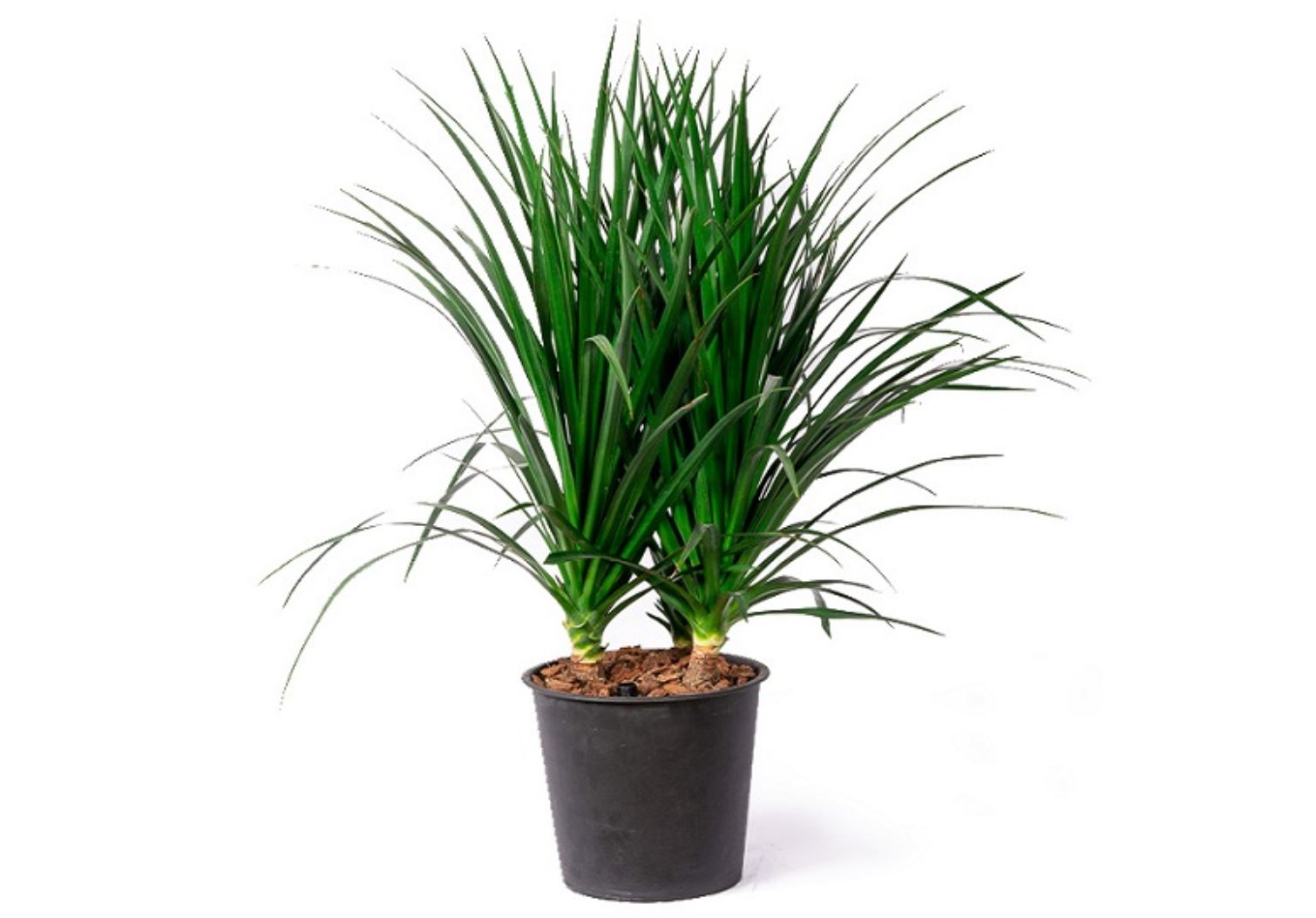 Đặc điểm của C&acirc;y Ph&aacute;t T&agrave;i N&uacute;i