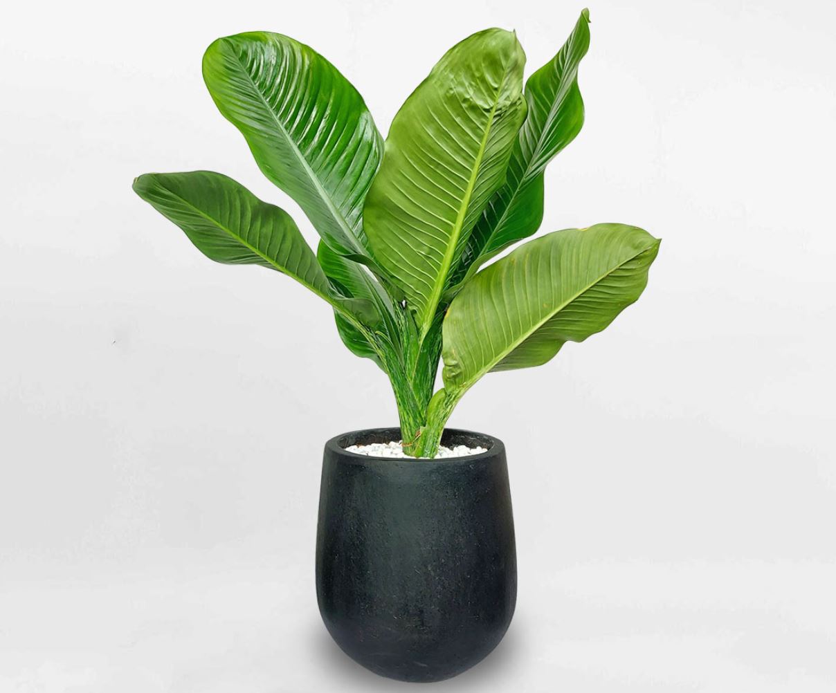 Cây Đại Phú Gia là cây gì