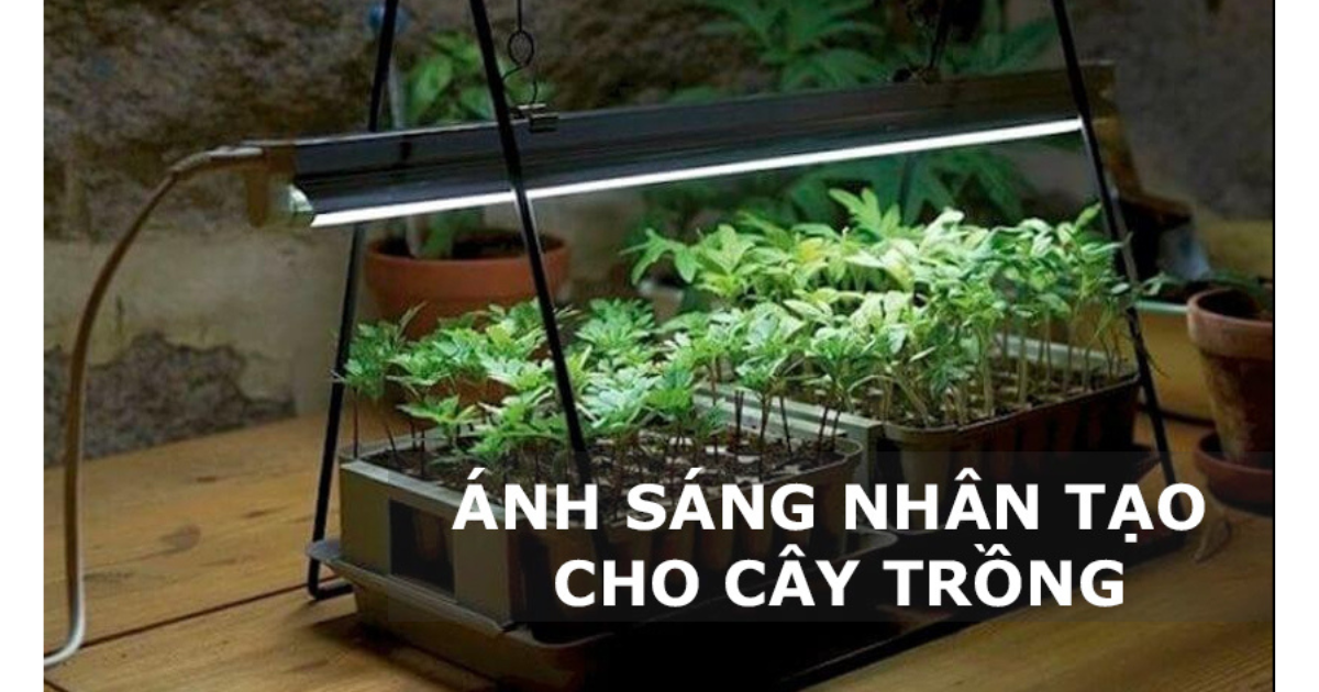 Cách lựa chọn đèn trồng cây phù hợp với từng loại cây - Cây mầm