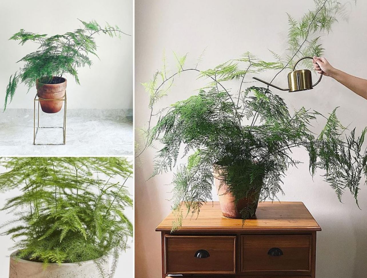 Ý nghĩa cây Kim Thủy Tùng