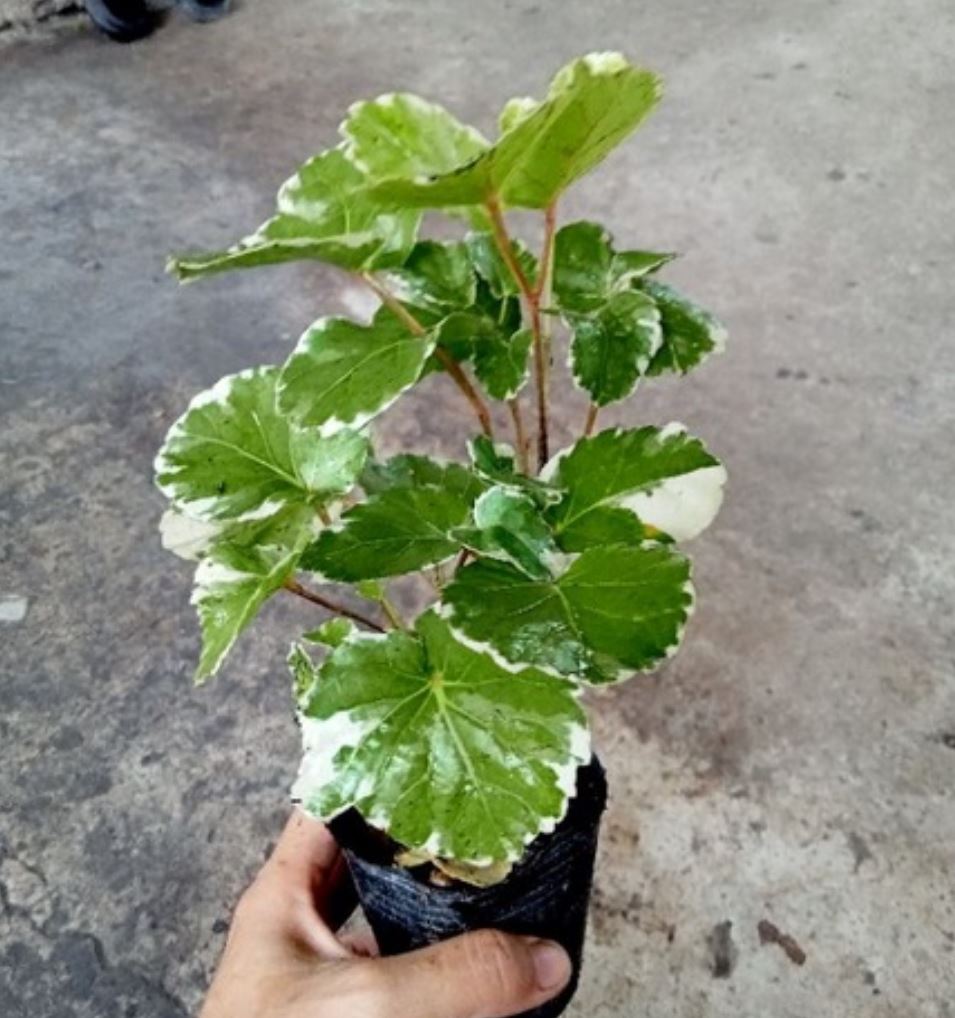 Cây Đinh Lăng Cẩm Thạch mang ý nghĩa phong thủy tốt