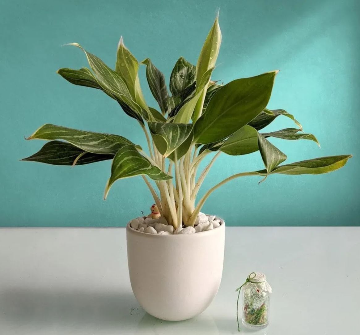 Ý nghĩa phong thủy của cây Bạch Mã Hoàng Tử