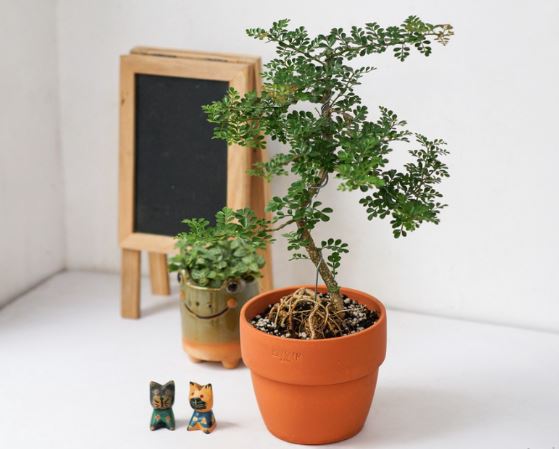 Ý nghĩa phong thủy Cây Cần Thăng