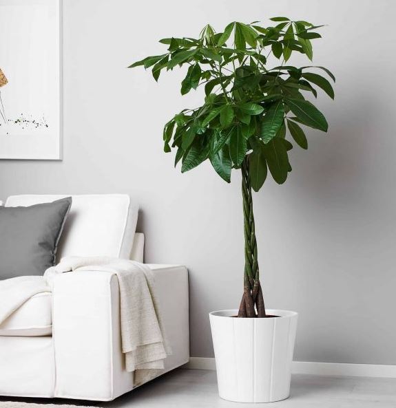 &Yacute; nghĩa phong thủy của c&acirc;y Hạnh Ph&uacute;c