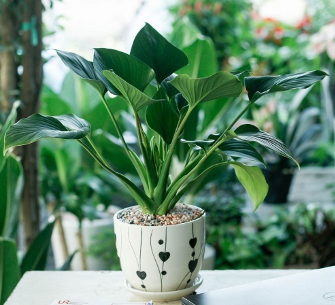 Ý nghĩa phong thủy của cây Thanh Tâm