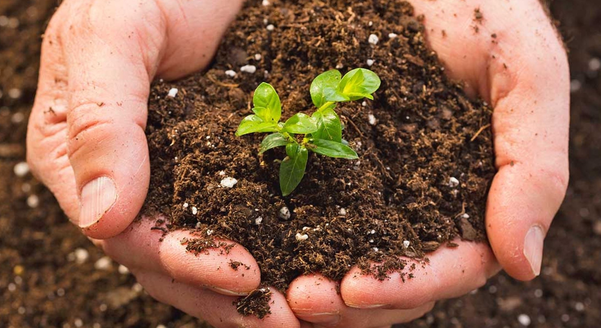 B&oacute;n ph&acirc;n hữu cơ cho c&aacute;c loại rau thơm