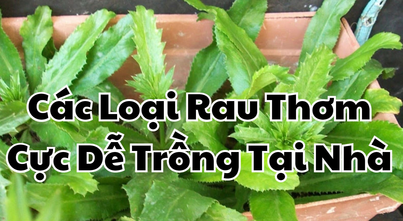 Các Loại Rau Thơm Cực Dễ Trồng Tại Nhà