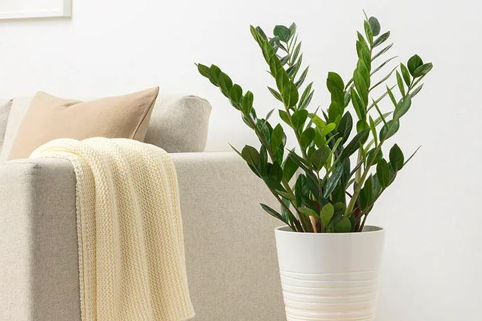 Cách bày trí Cây Kim Tiền hợp phong thủy