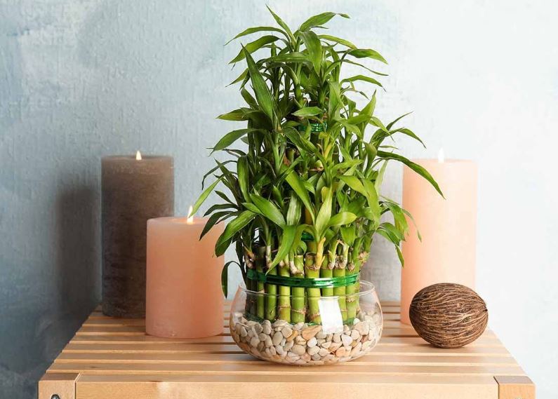 Cách bày trí cây Thần Tài thu hút tài lộc