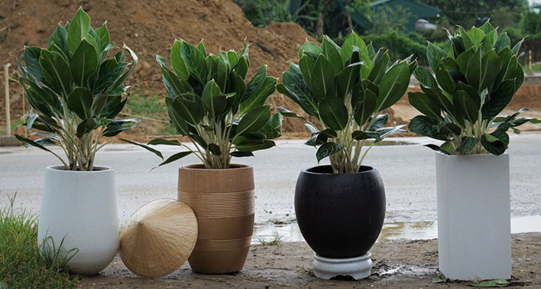 Cách chăm sóc cây Bạch Mã Hoàng Tử