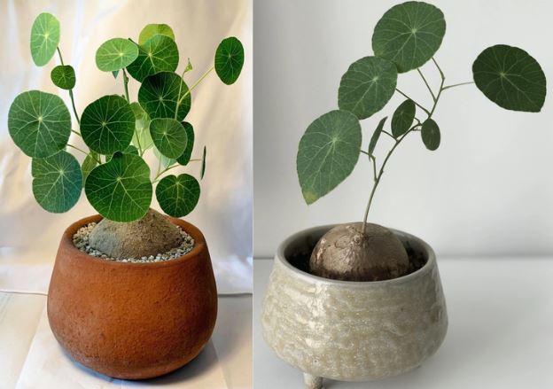 Cách chăm sóc cây Bình Vôi