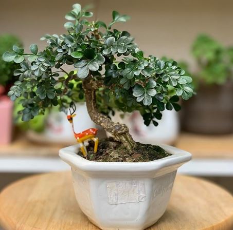 Cách chăm sóc Cây Cần Thăng