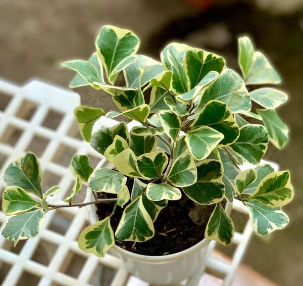 C&aacute;ch chăm s&oacute;c c&acirc;y Đa Tam Ph&uacute;c