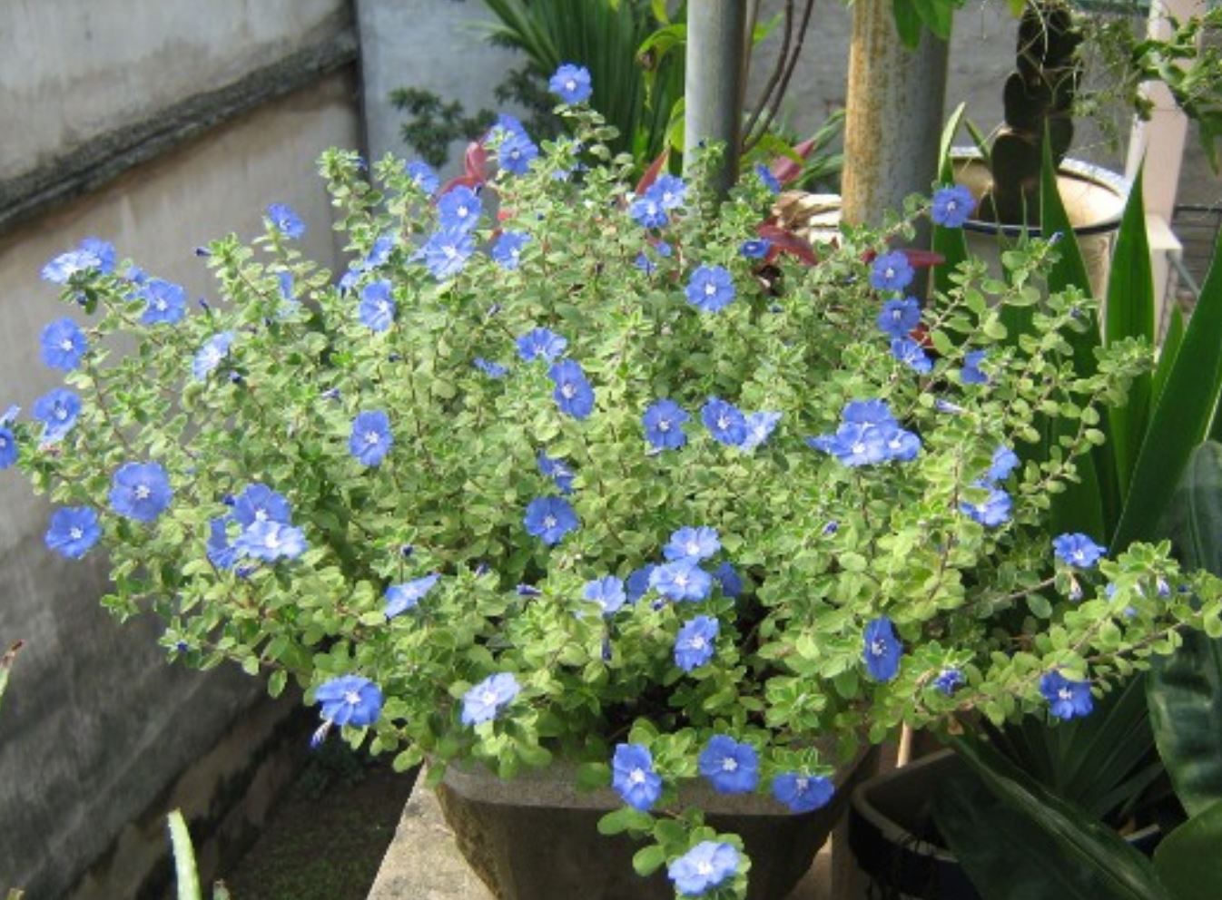 Cách chăm sóc cây Hoa Thanh Tú