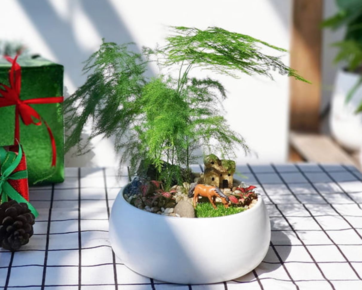 Cách chăm sóc cây Kim Thủy Tùng