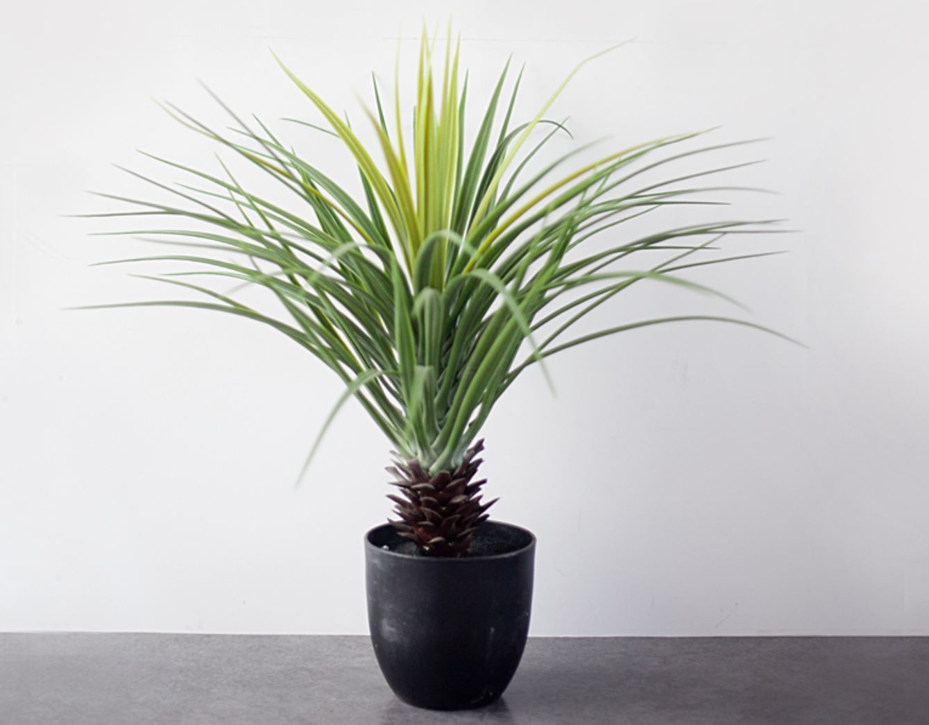 C&aacute;ch chăm s&oacute;c c&acirc;y Ph&aacute;t T&agrave;i N&uacute;i