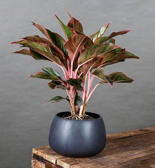 Cách chăm sóc cây Phú Quý