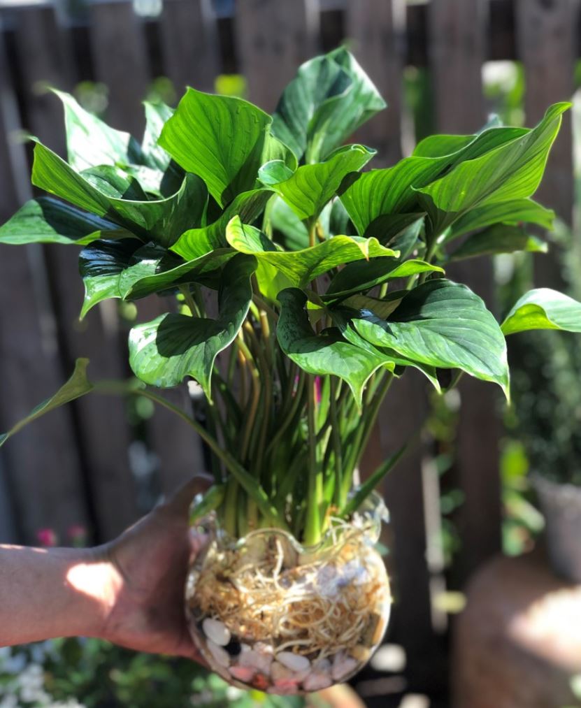 Cách chăm sóc cây Thanh Tâm