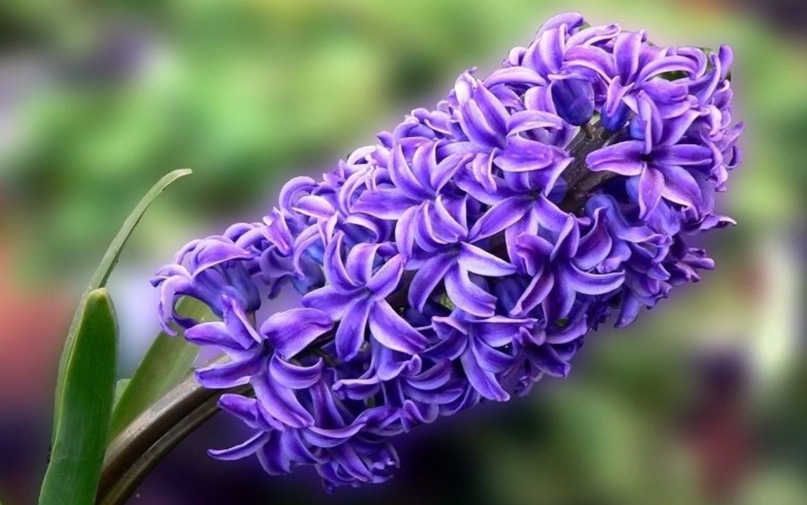 C&aacute;ch chăm s&oacute;c c&acirc;y Ti&ecirc;n &Ocirc;ng 