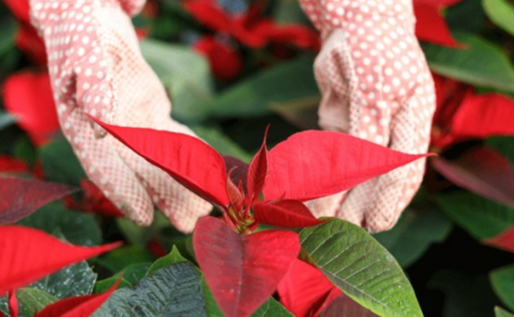 c&aacute;ch chăm s&oacute;c c&acirc;y Trạng Nguy&ecirc;n