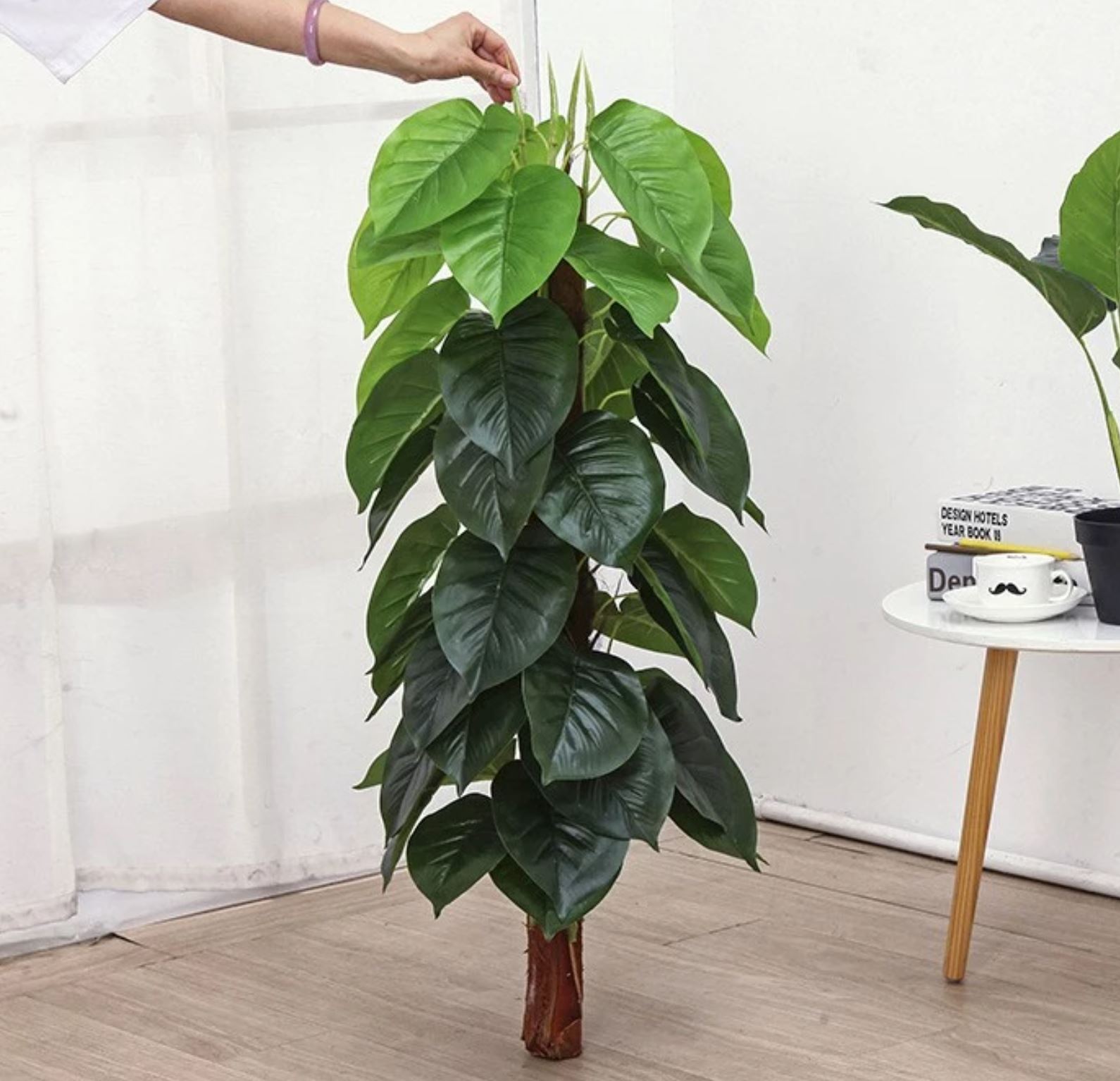 Cách chăm sóc cây Trầu Bà