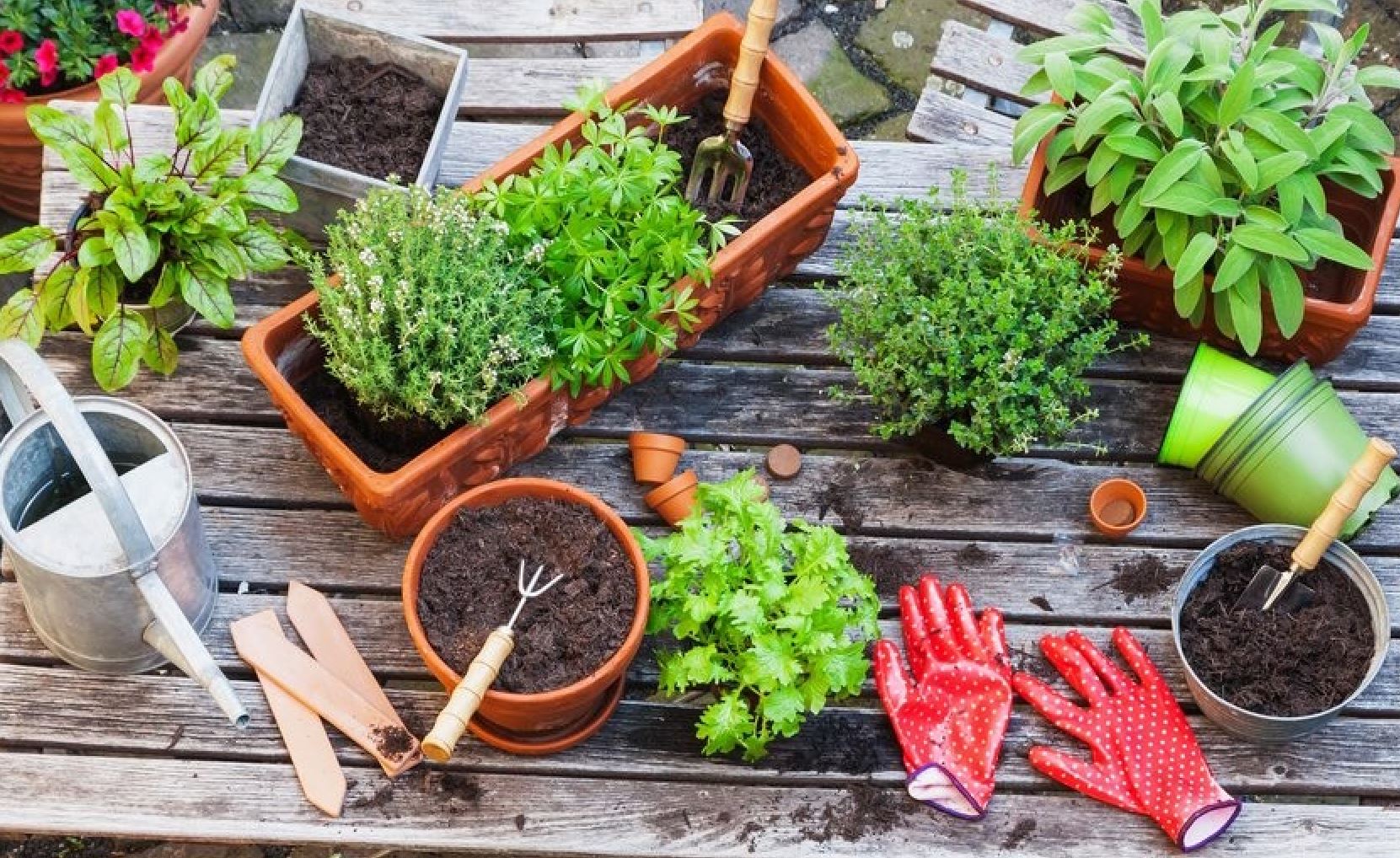 C&aacute;ch chăm s&oacute;c c&aacute;c loại c&acirc;y rau ưa b&oacute;ng r&acirc;m