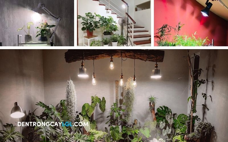 Lắp đặt và sử dụng đèn trồng cây dễ dàng, phù hợp với mọi loại không gian nội thất