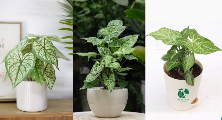 Cách nhận biết cây Tróc Bạc