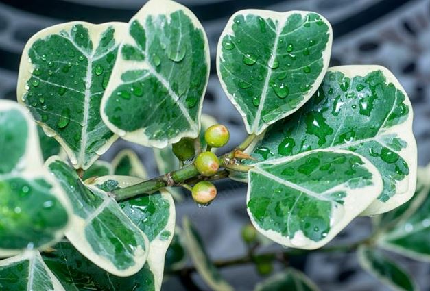 C&aacute;ch nh&acirc;n giống c&acirc;y Đa Tam Ph&uacute;c