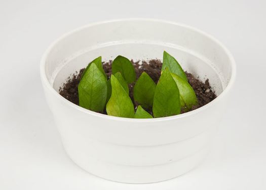 Cách nhân giống Cây Kim Tiền