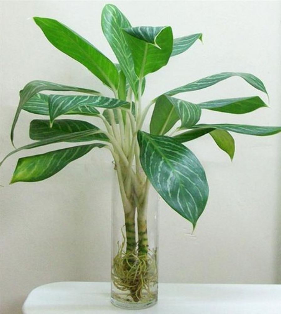 Cách trồng cây Bạch Mã Hoàng Tử