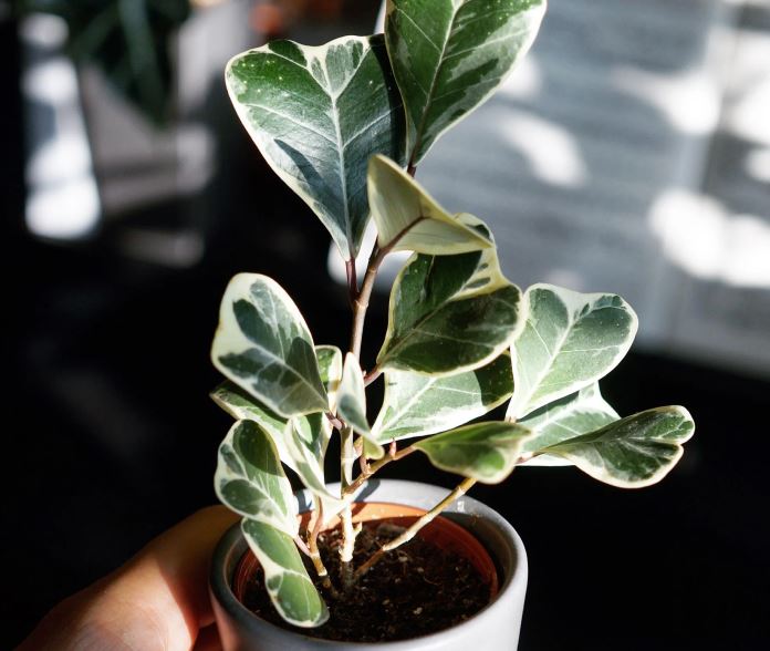 C&aacute;ch trồng c&acirc;y Đa Tam Ph&uacute;c