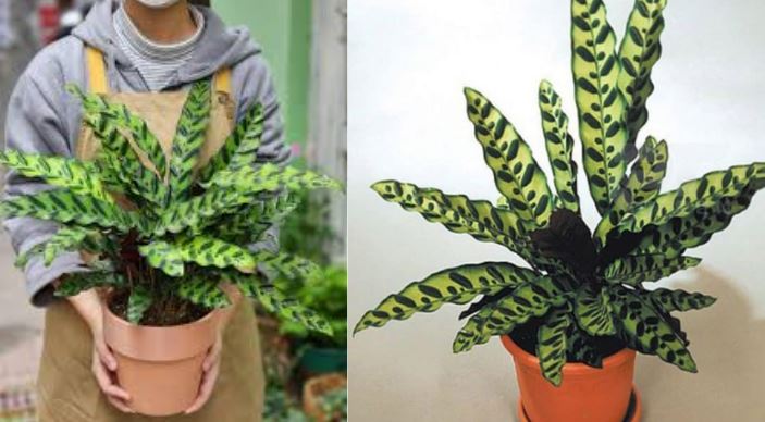 Cách trồng cây Đuôi Phụng