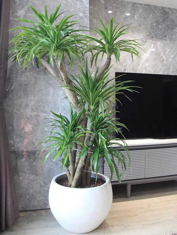 C&aacute;ch trồng c&acirc;y Ph&aacute;t T&agrave;i N&uacute;i