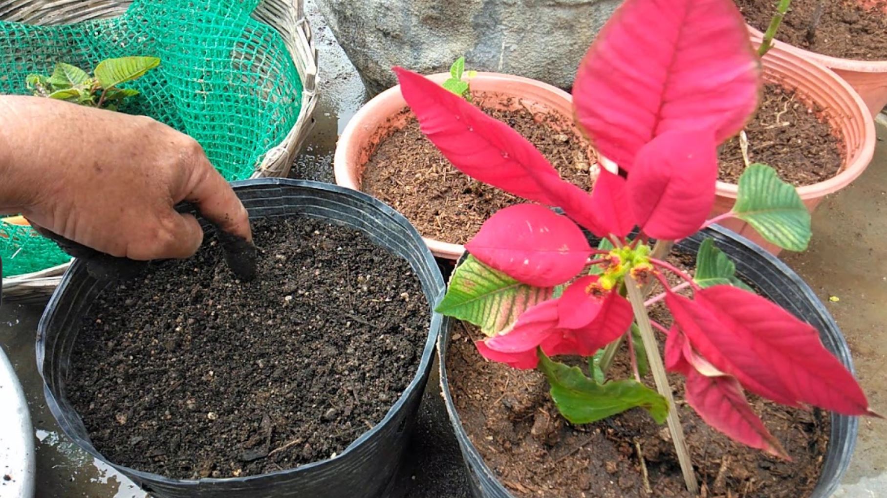 c&aacute;ch trồng c&acirc;y c&acirc;y Trạng Nguy&ecirc;n