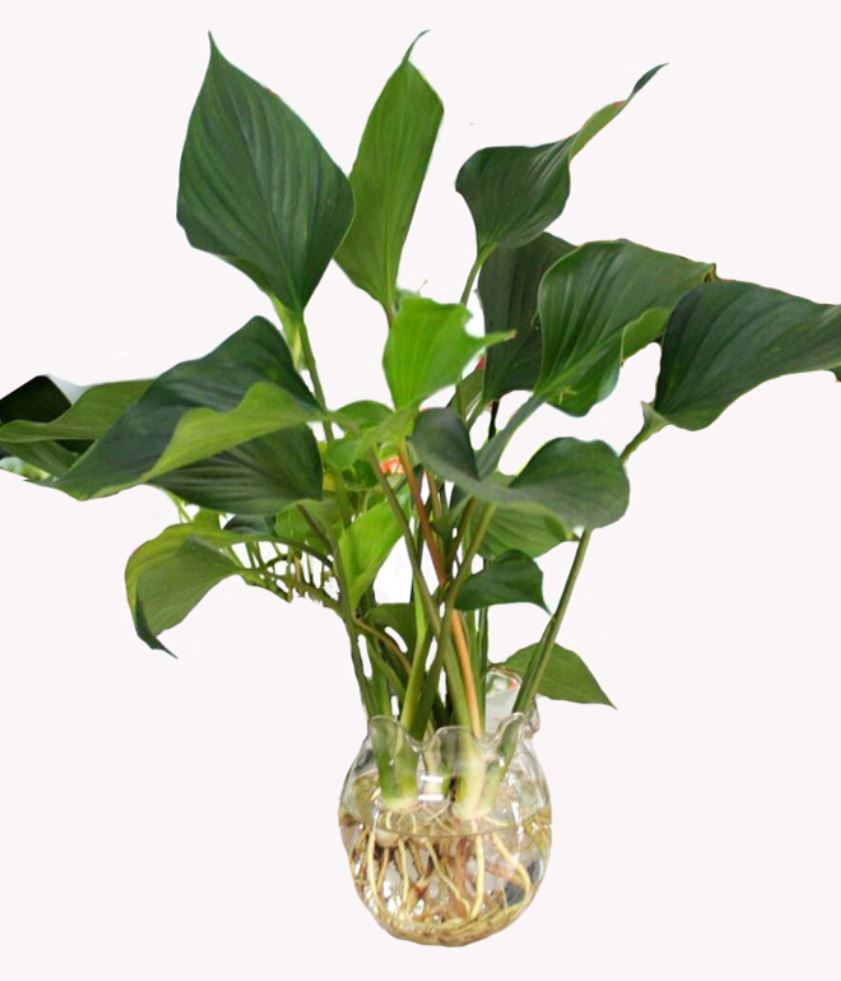 Cách trồng cây Thanh Tâm