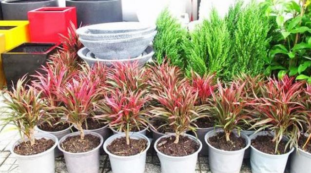 C&aacute;ch trồng v&agrave; chăm s&oacute;c c&acirc;y &Aacute;nh Dương