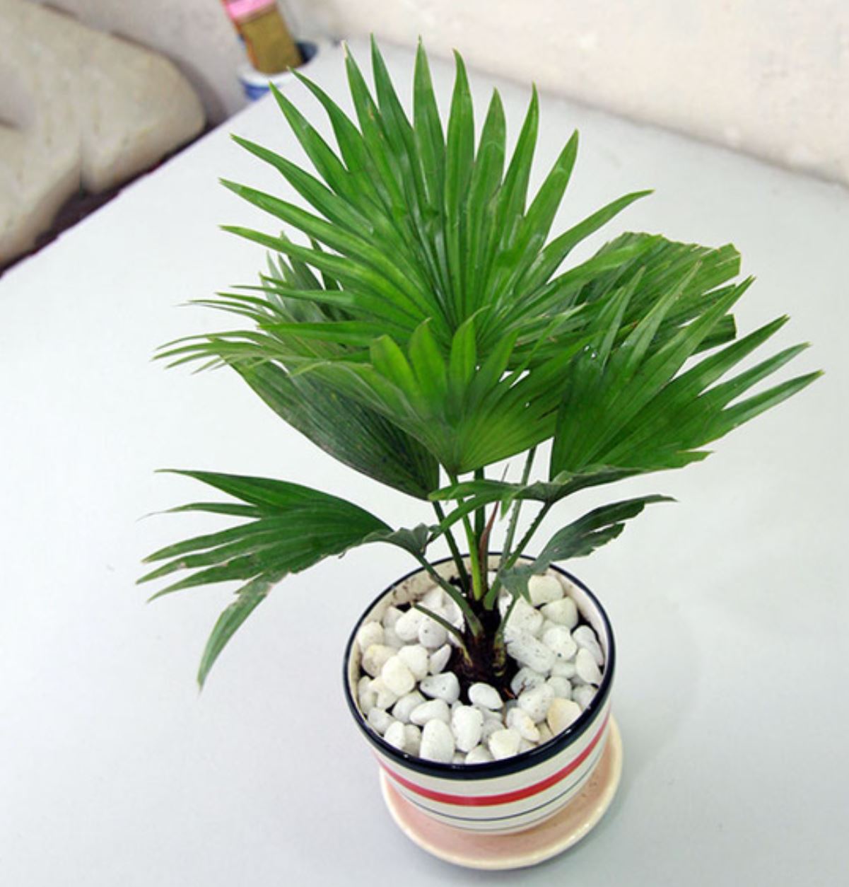 C&aacute;ch trồng v&agrave; chăm s&oacute;c c&acirc;y Cọ Cảnh