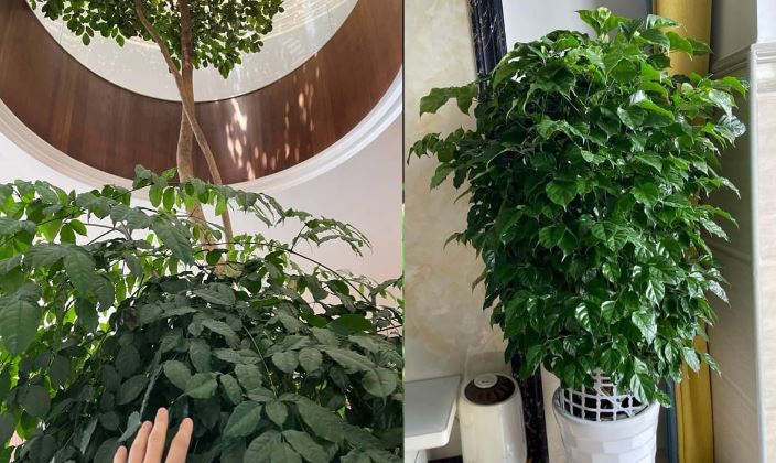 C&aacute;ch trồng v&agrave; chăm s&oacute;c c&acirc;y Hạnh Ph&uacute;c