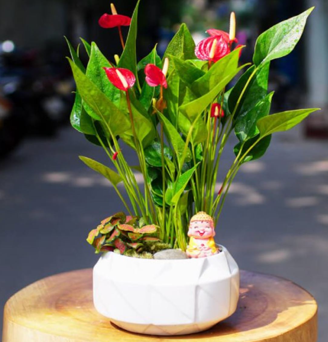 C&aacute;ch trồng v&agrave; chăm s&oacute;c c&acirc;y Hồng M&ocirc;n