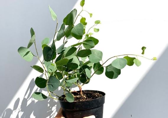 C&aacute;ch trồng v&agrave; chăm s&oacute;c c&acirc;y Khuynh Diệp