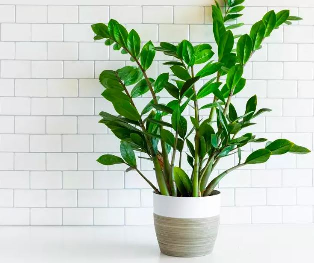 Cách trồng và chăm sóc Cây Kim Tiền