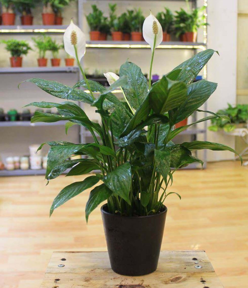 Cách trồng và chăm sóc cây Lan Ý