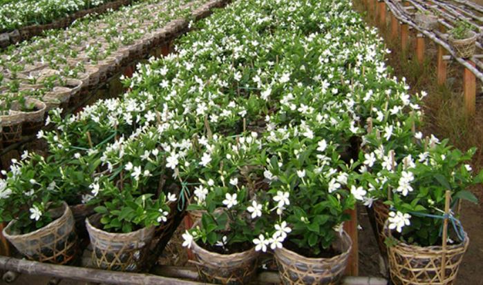 C&aacute;ch trồng v&agrave; chăm s&oacute;c c&acirc;y Mai Chỉ Thi&ecirc;n