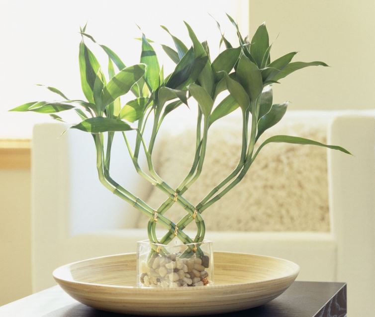 cách trồng và chăm sóc cây Thần Tài