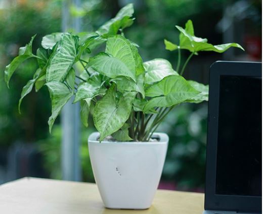 Cách trồng và chăm sóc cây Tróc Bạc