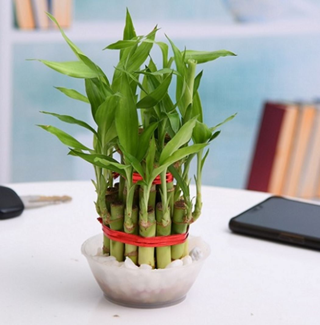 Cách trồng và chăm sóc Cây Trúc Phú Quý